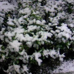 雪 雪