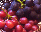 grape