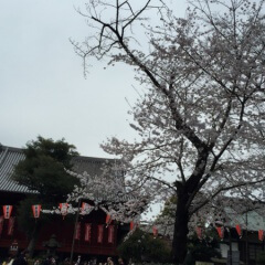 上野公園の桜