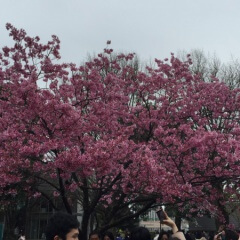 上野公園の桜