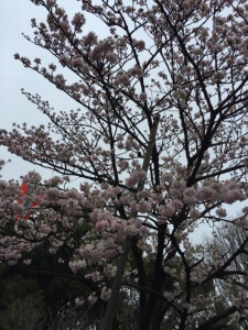 上野公園の桜