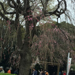 上野公園の桜