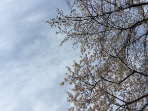 飯田橋駅近くの桜
