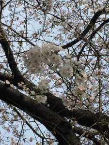 飯田橋駅近くの桜