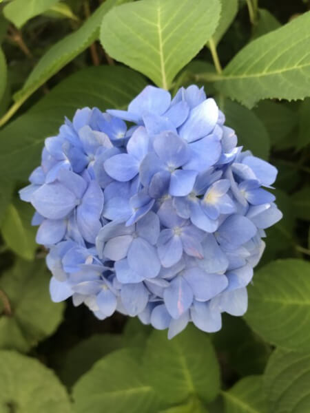 6月3日の紫陽花