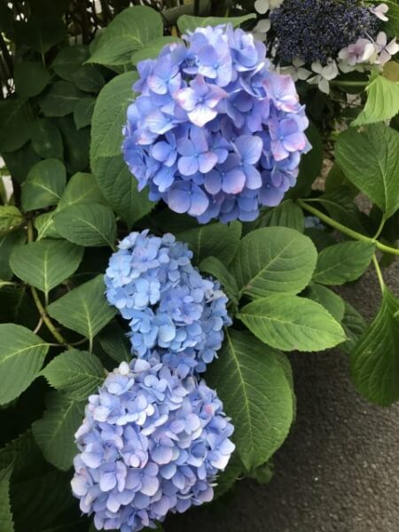 昨日の紫陽花